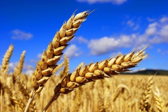 Мінсільгосп США знизив прогноз урожаю пшениці в Україні фото, ілюстрація