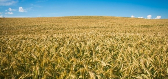 Пшениця може стати другою нафтою на найближчі роки, – експерт FAO фото, ілюстрація