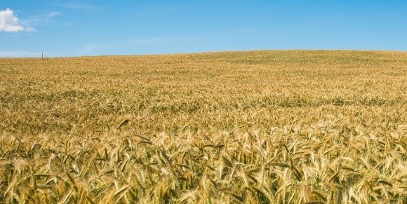 Мінсільгосп США зберіг прогноз урожаю пшениці в Україні та знизив для ЄС фото, ілюстрація
