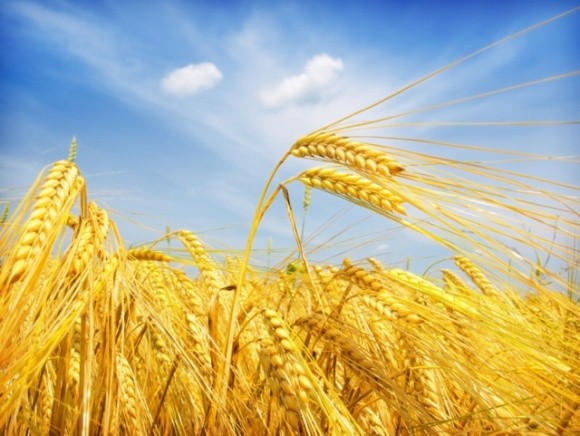 До 2040 року ризики вирощування озимої пшениці в Україні будуть найменшими, — Укргідрометеоцентр фото, ілюстрація
