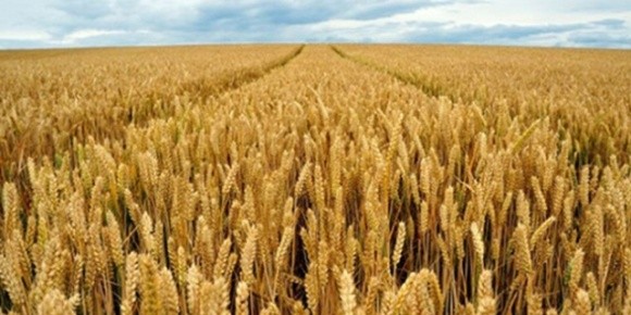 Миронівський інститут пшениці оприлюднив результати досліджень на найвищу врожайність озимої пшениці фото, ілюстрація