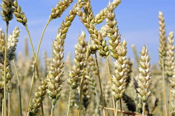 Зі 340 зареєстрованих сортів озимої пшениці працює лише 35% фото, ілюстрація