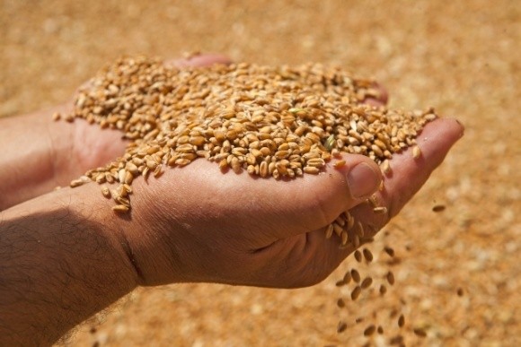 Україна увійде до топ-5 світових експортерів зерна, — прогноз фото, ілюстрація
