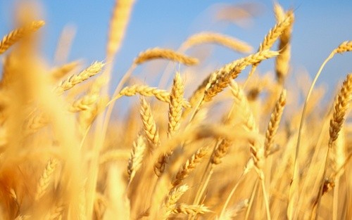 Україна хоче збільшити експорт зерна у Саудівську Аравію фото, ілюстрація