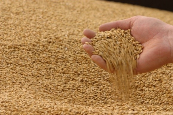 Відразу три світових гіганти скорочують вирощування пшениці фото, ілюстрація