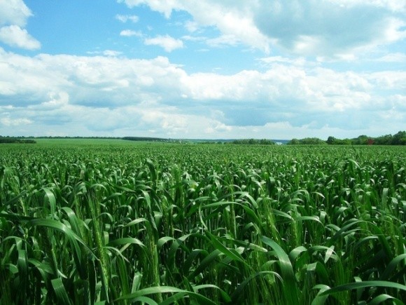 Фунгіцидний захист пшениці: як обрати оптимальний препарат? фото, ілюстрація