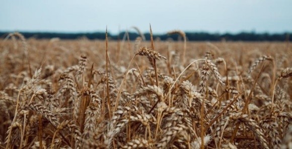 Найближчим часом надійдуть у масовий продаж вітчизняні сорти пшениці нового покоління фото, ілюстрація