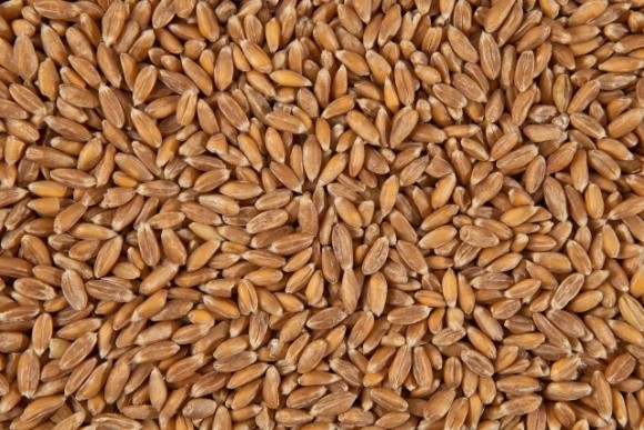 Туреччина імпортувала рекордний обсяг української пшениці фото, ілюстрація