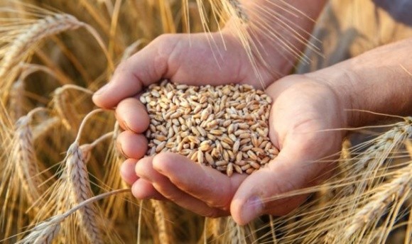Світові ціни на пшеницю знижуються через скорочення попиту фото, ілюстрація