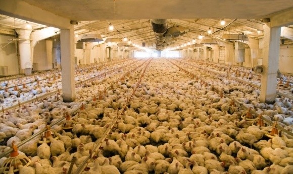 Чому курятина в Україні майже на 20% дорожче, ніж у сусідніх країнах ЄС? фото, ілюстрація
