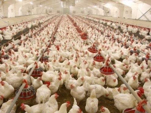 Єгипет відкрив ринок для українського м'яса птиці фото, ілюстрація