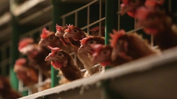Молдова запровадила заборону на ввезення м'яса птиці та яєць з України фото, ілюстрація