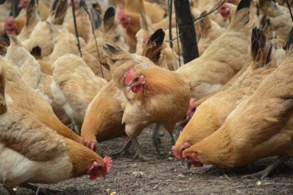 У 2019 році Україна оновила рекорд експорту м’яса птиці, — Інститут аграрної економіки фото, ілюстрація