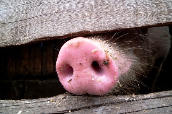 На Одещині через африканську чуму в 2016-му знищено 13 тис. свиней фото, ілюстрація
