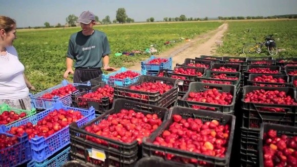 Українські садівники повідомляють про загрозу від зростання трудової міграції фото, ілюстрація