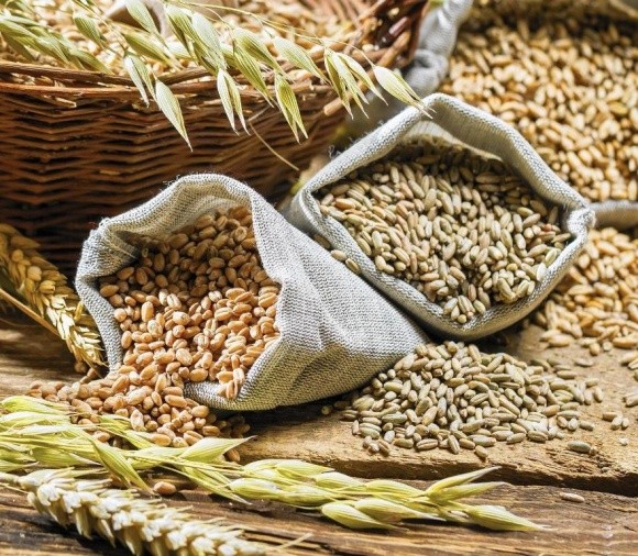 ДПЗКУ розпочала закупівлю зернових нового врожаю фото, ілюстрація