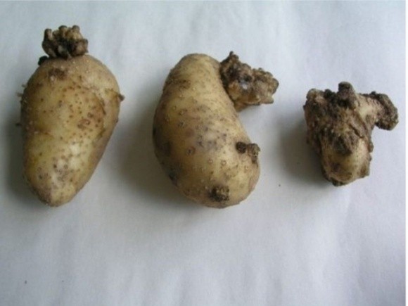 Науковець пояснив, як вберегти свій урожай від раку картоплі та чи шкідлива вражена бульба для людини фото, ілюстрація