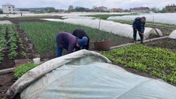 Рання городина на Львівщині трохи припізнилась фото, ілюстрація