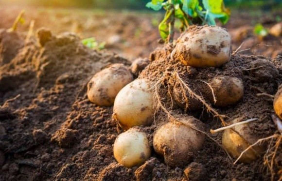 На Житомирщині почали збирати ранню картоплю та овочі фото, ілюстрація