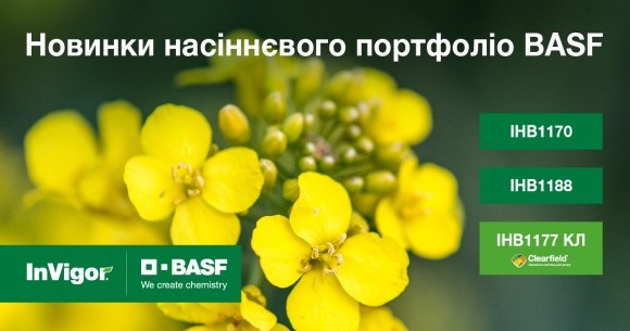 BASF виводить на ринок нові гібриди озимого ріпаку фото, ілюстрація
