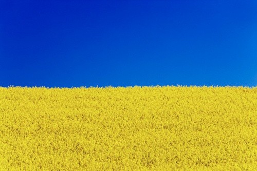 Поточна оцінка стану посівів дозволяє очікувати високого врожаю ріпаку в Україні фото, ілюстрація