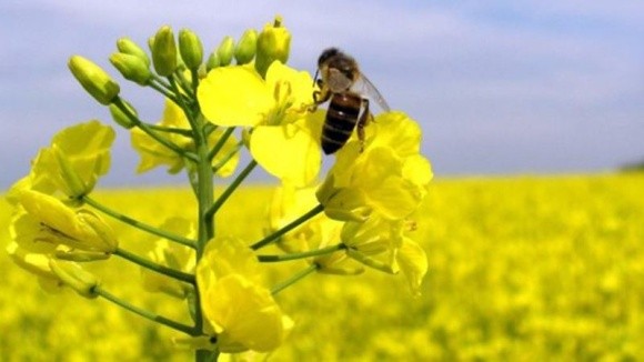 Бджіл хочуть використати для… доставки пестицидів фото, ілюстрація