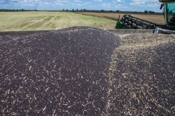 Урожайність ріпаку в Україні найнижча за останні дев’ять років фото, ілюстрація