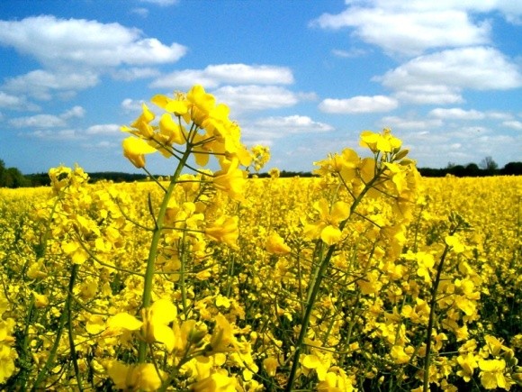В Україні збільшаться посівні площі під житом і ріпаком фото, ілюстрація