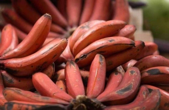 Ученые вывели сорт банана с красновато-фиолетовой кожурой фото, иллюстрация