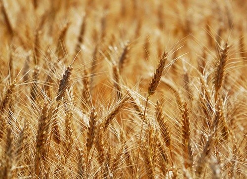 Україна з початку сезону-2019/20 експортувала понад 10 млн. тон пшениці фото, ілюстрація