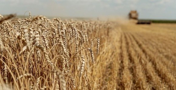 Аналітики прогнозують рекордні ціни на продовольчу пшеницю фото, ілюстрація