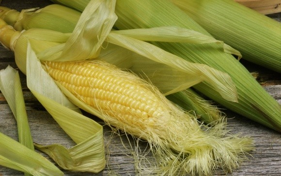 Прогноз міністерства сільського господарства США: світове виробництво кукурудзи в 2018/2019 МР буде збільшено фото, ілюстрація