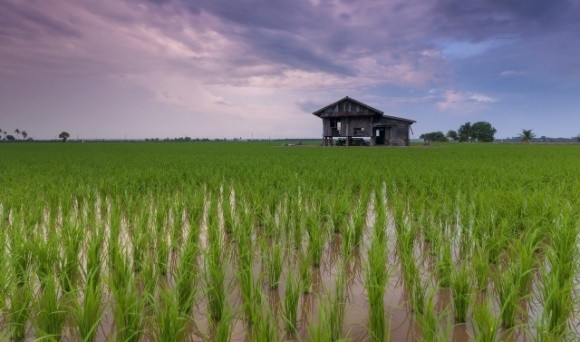 Вчені знайшли спосіб покращити врожайність рису без використання фунгіцидів  фото, ілюстрація