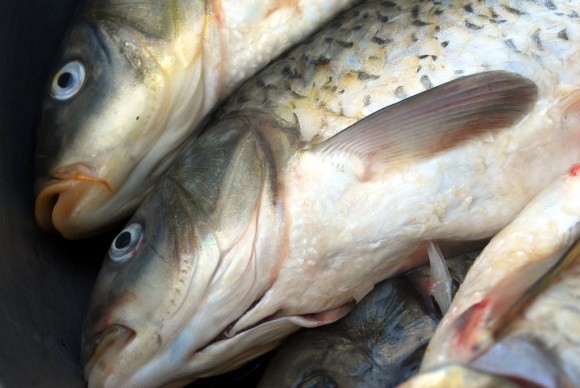 Рыбу в Украине будут выращивать международные импортеры фото, иллюстрация