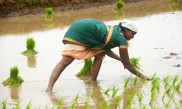 Індія очікує на рекордний урожай зернових фото, ілюстрація