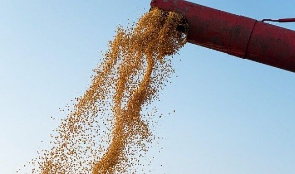 На ринок ЄС постачається втричі більше російського зерна, ніж українського, – віцепрезидент АсМАП фото, ілюстрація