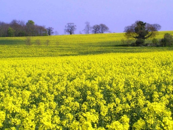 Перехідні запаси ріпаку в ЄС наприкінці цього сезону досягнуть рекордного за п’ятирічку рівня фото, ілюстрація