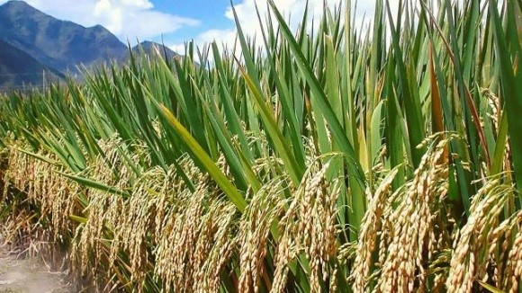  На Одещині зібрано врожай рису  фото, ілюстрація