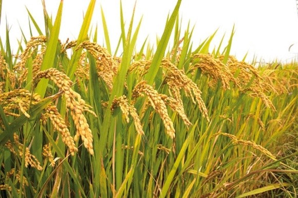 На півдні України розпочато рисові жнива фото, ілюстрація