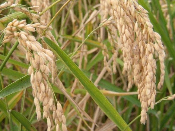 Херсонський рис на крапельному зрощуванні і без чеків: нові перспективи для вирощування фото, ілюстрація