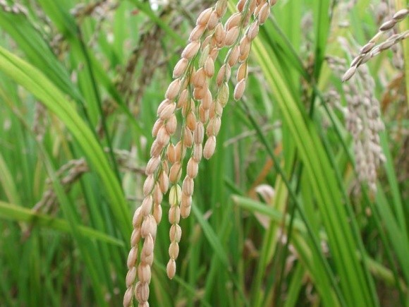 На Херсонщині виростили рис з рекордною врожайністю фото, ілюстрація