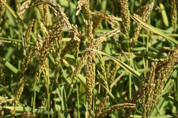 На Херсонщині добрий урожай рису  фото, ілюстрація