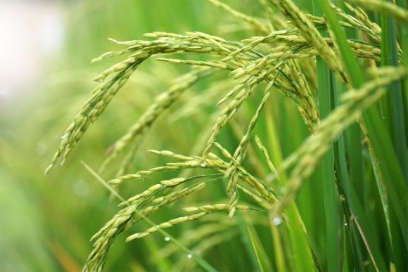 Рис – перспективна культура для вирощування у вертикальних фермах фото, ілюстрація