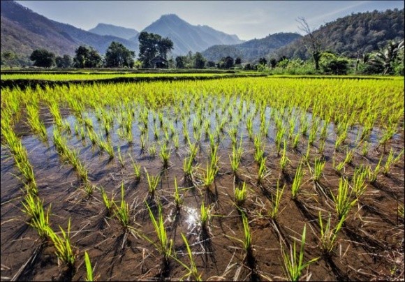 Науковці довели, що рисові поля — потужні джерела викидів CO2 в атмосферу фото, ілюстрація