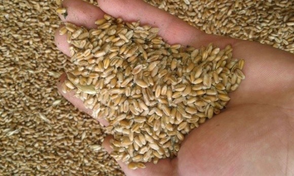 Заява росії про порушення «зернової угоди» спровокувала ріст цін на пшеницю фото, ілюстрація
