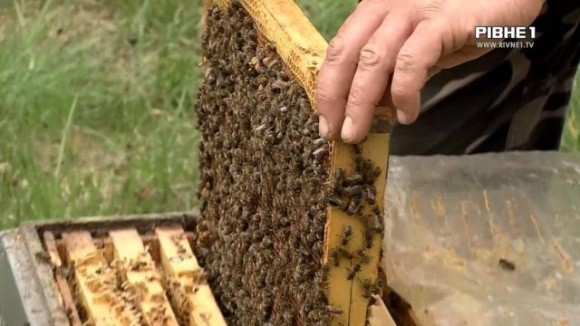 На Рівненщині загинули бджоли: пасічники звинувачують агрохолдинг  фото, ілюстрація