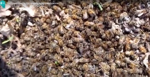 На Рівненщині масово гинуть бджоли фото, ілюстрація