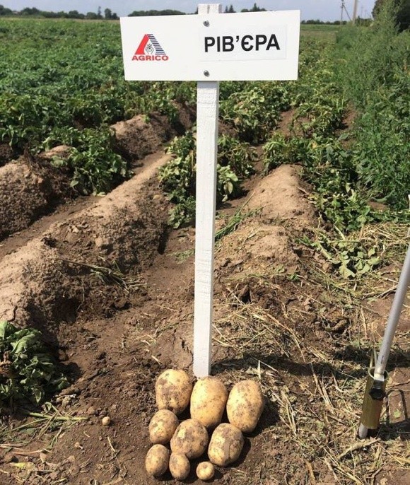Фермери визначилися з сортами картоплі, що показують найбільшу продуктивність у кліматичних умовах сходу України  фото, ілюстрація