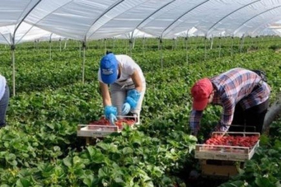 Фінляндія планує чартерами доставляти сезонних працівників з України фото, ілюстрація