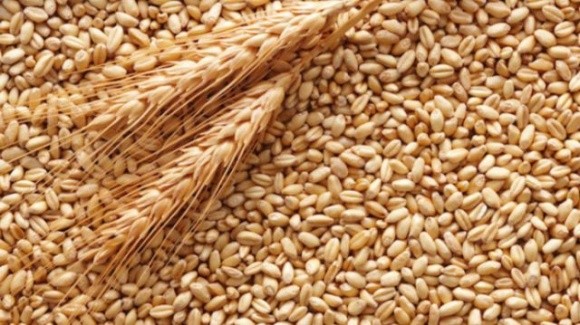 Понад 660 тис. тонн російської пшениці застрягли в Перській затоці фото, ілюстрація